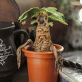 Productafbeelding Mandragora - Harry Potter Magische Wezens Figuur