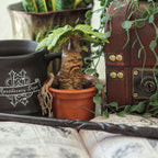 Productafbeelding Mandragora - Harry Potter Magische Wezens Figuur
