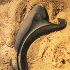 Productafbeelding Jurassic Park - Velociraptor Klauw Magneet Flesopener