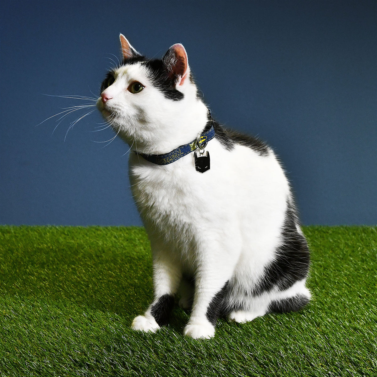 Productafbeelding Batman Klik-Halsband voor Honden Blauw