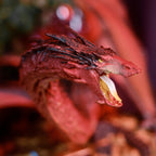 Productafbeelding Heer der Ringen - Smaug Figuur