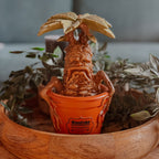 Productafbeelding Harry Potter - Mandragora Tuinfiguur