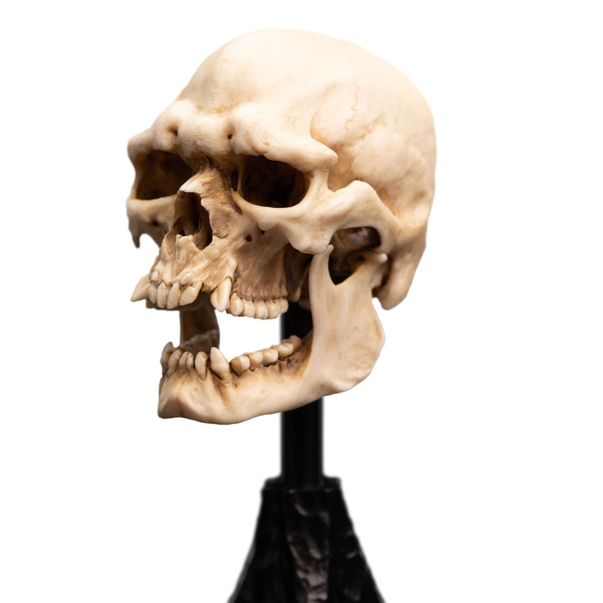 Productafbeelding The Lord of the Rings - Schedel van een Mordor Ork Mini Beeld
