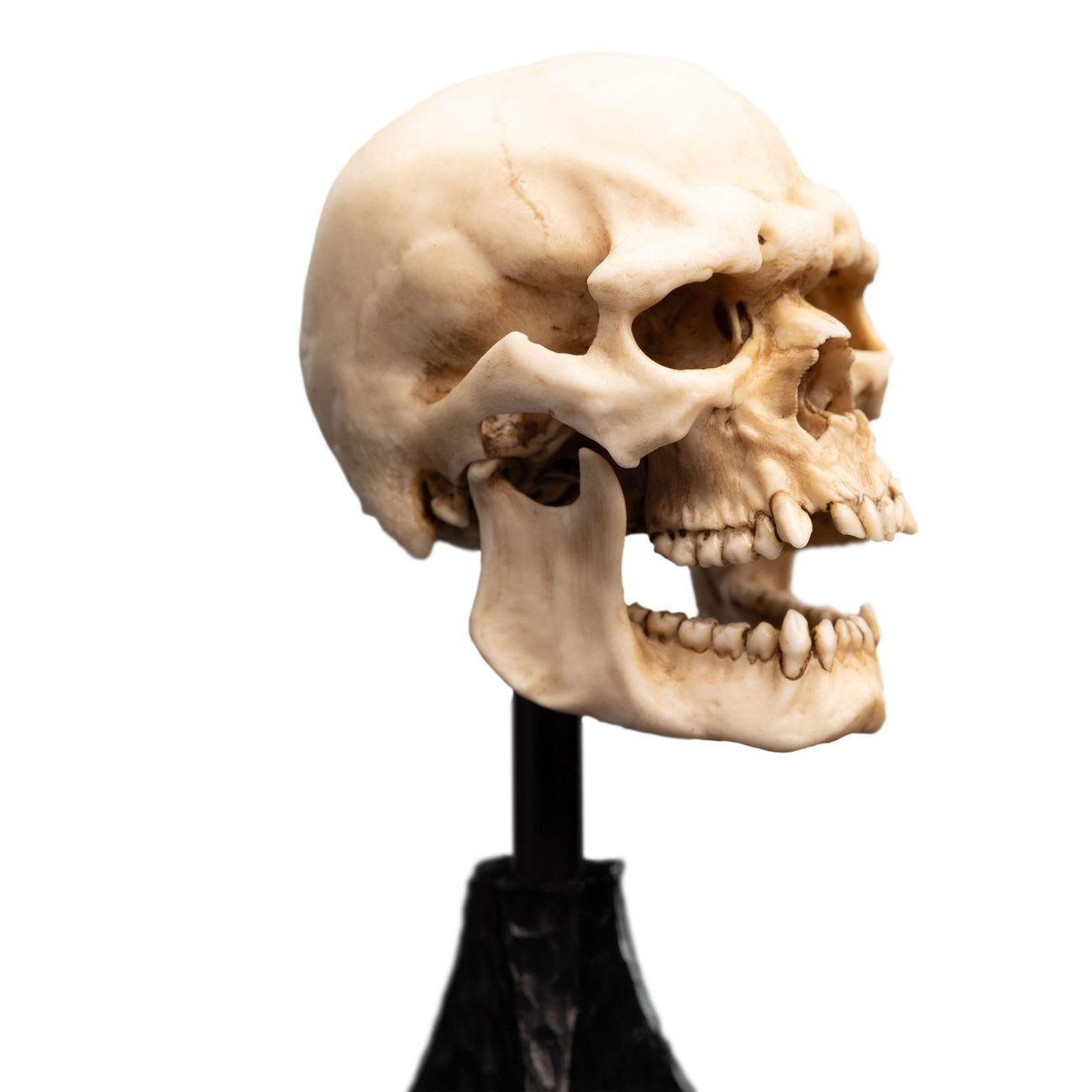 Productafbeelding The Lord of the Rings - Schedel van een Mordor Ork Mini Beeld