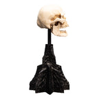 Productafbeelding The Lord of the Rings - Schedel van een Mordor Ork Mini Beeld