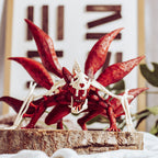 Productafbeelding Naruto Shippuden - Naruto Uzumaki (Nine Tails: Rampage) Ichibansho-figuur