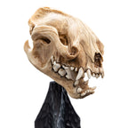 Productafbeelding The Lord of the Rings Mini Beeld Skull of a Warg 20 cm